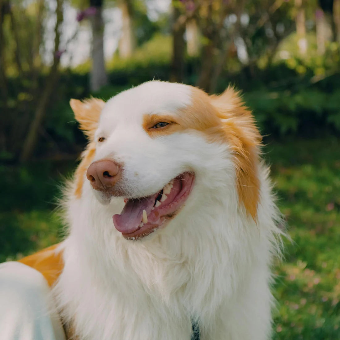 The Benefits of Brushing Your Pet's Teeth